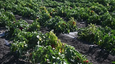 Vegetable rows of pepper grow in the field Stock-Footage 223689545