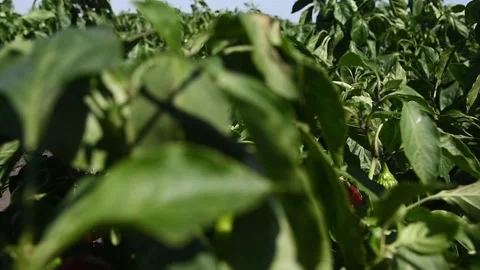 Vegetable rows of pepper grow in the field Stock Footage 223689768