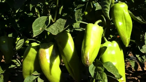 Vegetable rows of pepper grow in the field Stockbeeldmateriaal 225323305