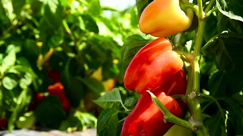 Vegetable rows of pepper grow in the field Stock Footage 271026626