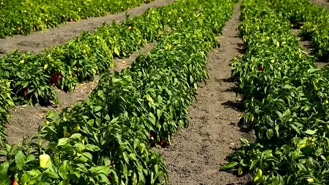 Vegetable rows of pepper grow in the field Stock Footage 271026631