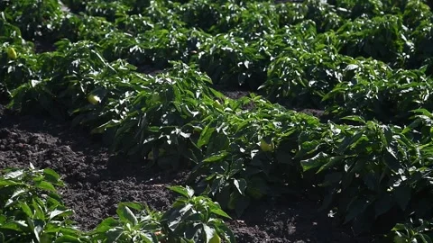 Vegetable rows of pepper grow in the field Stock Footage 273197248