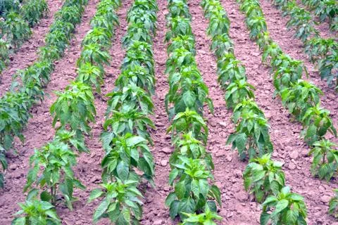 Vegetable rows of pepper grow in the field. farming, agriculture. Landscape w Stock Illustration