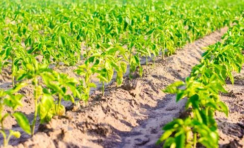 Vegetable rows of pepper grow in the field. farming, agriculture, eco-friendl Stock Photos