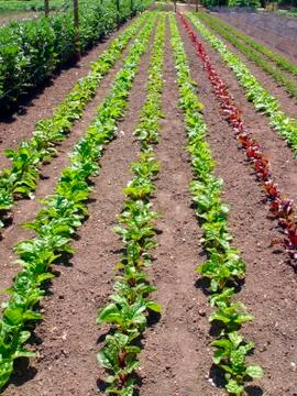 Vegetable rows Stock Photos