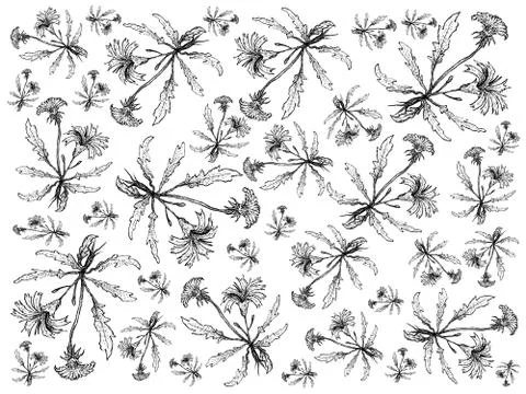 Vegetable Salad, Illustration Background Pattern of Hand Drawn Sketch Delicio Stock Illustration