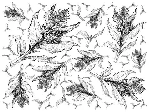 Vegetable Salad, Illustration Background Pattern of Hand Drawn Sketch Delicio Stock Illustration