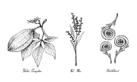 Vegetable Salad, Illustration of Hand Drawn Sketch Delicious Fresh Green Flut Stock Illustration