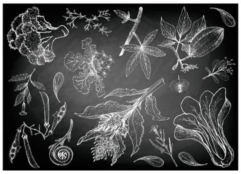 Vegetable Salad, Illustration of Hand Drawn Sketch Delicious Fresh Green Leaf Stock Illustration