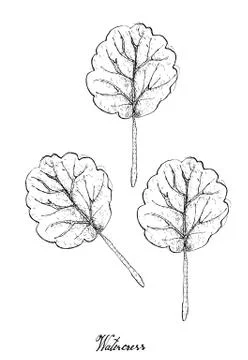 Vegetable Salad, Illustration of Hand Drawn Sketch Delicious Fresh Green Wate Stock Illustration