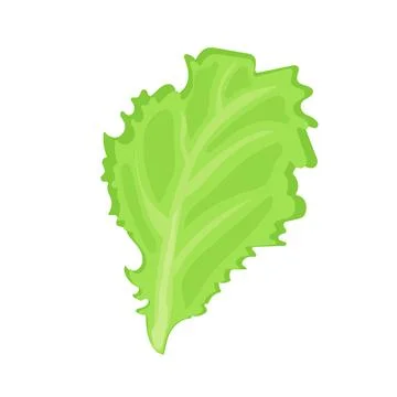 Vegetable salad lettuce leaf Stock Illustration