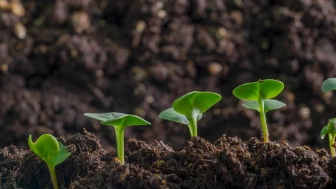Vegetable Seed Germinating and Growing New life Stock Footage 102724382