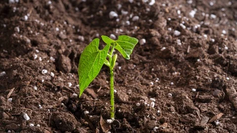 Vegetable Seed Germinating and Growing New Life Time Lapse Vidéo 123090566