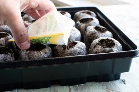 Vegetable seed starting Stock Photos