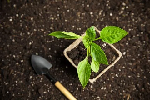 Vegetable seedling in peat pot and shovel on soil Stock Photos