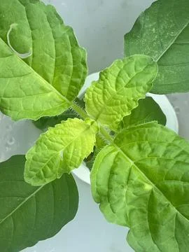 Vegetable seedlings (1) Stock Photos