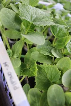 Vegetable seedlings 11 Stock Photos