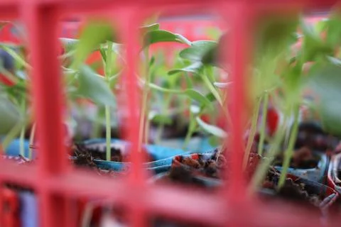 Vegetable seedlings 14 Stock Photos