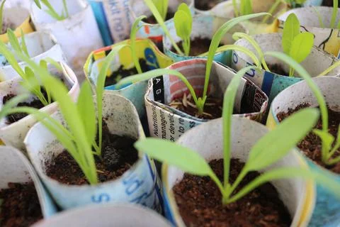 Vegetable seedlings 17 Stock Photos