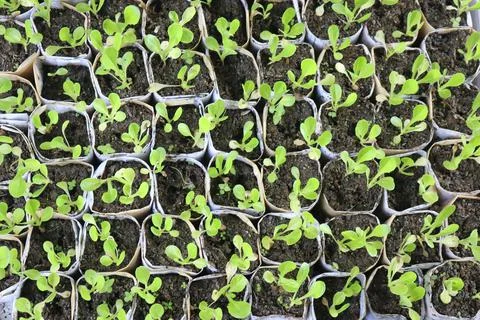 Vegetable seedlings 19 Stock Photos