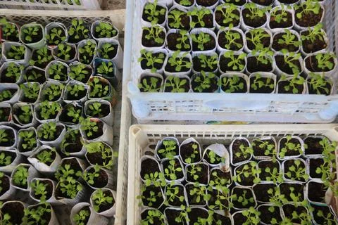 Vegetable seedlings 2 Stock Photos