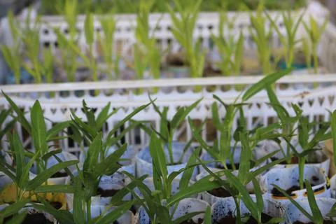Vegetable seedlings 22 Stock Photos