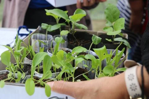 Vegetable seedlings 24 Stock Photos