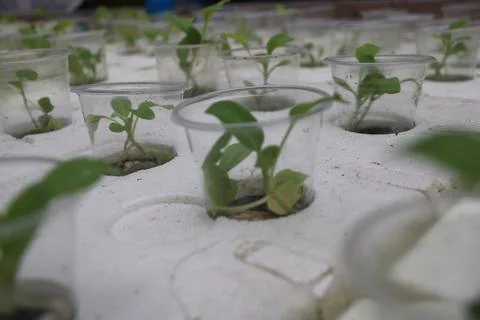 Vegetable seedlings 25 Stock Photos
