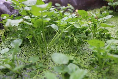 Vegetable seedlings 26 Stock Photos