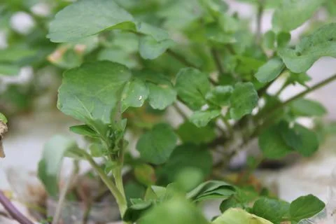 Vegetable seedlings 27 Stock Photos