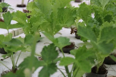 Vegetable seedlings 28 Stock Photos