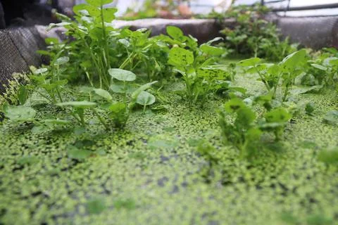 Vegetable seedlings 30 Stock Photos