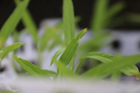 Vegetable seedlings 31 Stock Photos