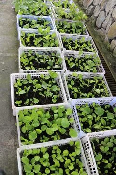 Vegetable seedlings 32 Stock Photos