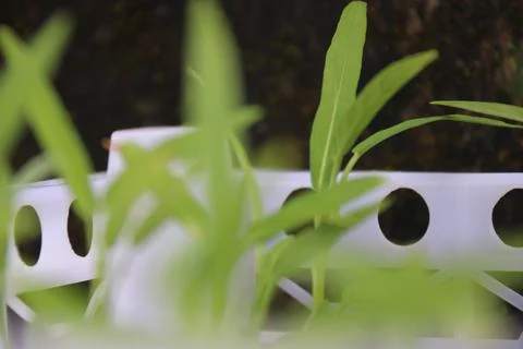 Vegetable seedlings 33 Stock Photos