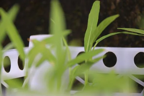 Vegetable seedlings 34 Stock Photos