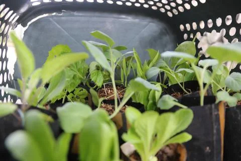 Vegetable seedlings 35 Stock Photos