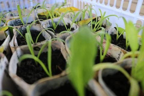Vegetable seedlings 7 Stock Photos