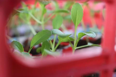 Vegetable seedlings 8 Stock Photos