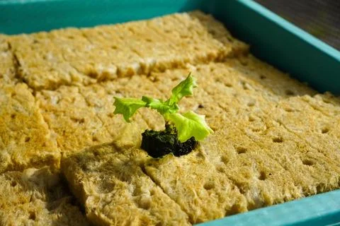 Vegetable seedlings are using rockwool and placed in plastic containers. Stock Photos