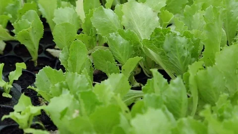 Vegetable seedlings bedding Stock-Footage 74911625