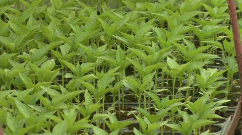 Vegetable seedlings bedding plants Stock Footage 39666609