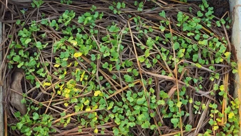Vegetable seedlings on the farm Stock Footage 322720844