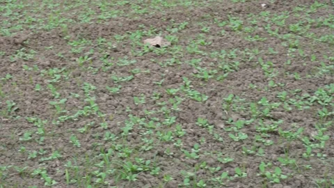 Vegetable Seedlings Germinating Vídeo Stock 329401981