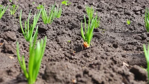Vegetable seedlings of green onions in the open field close-up. Stock Footage 171867992