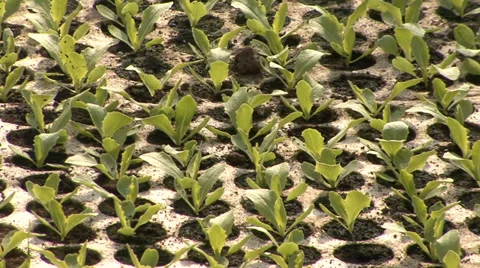 Vegetable seedlings in greenhouse Stock Footage 36978397