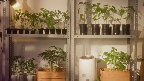 Vegetable Seedlings Growing on Shelves under Grow Lights with Humidifier Stock Footage 338389374
