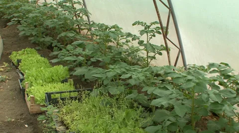 Vegetable seedlings in hothouse Stock Footage 39665754