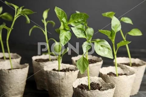 Vegetable seedlings in peat pots on table against black background ...