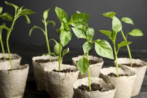Vegetable seedlings in peat pots on table against black background Stock Photos